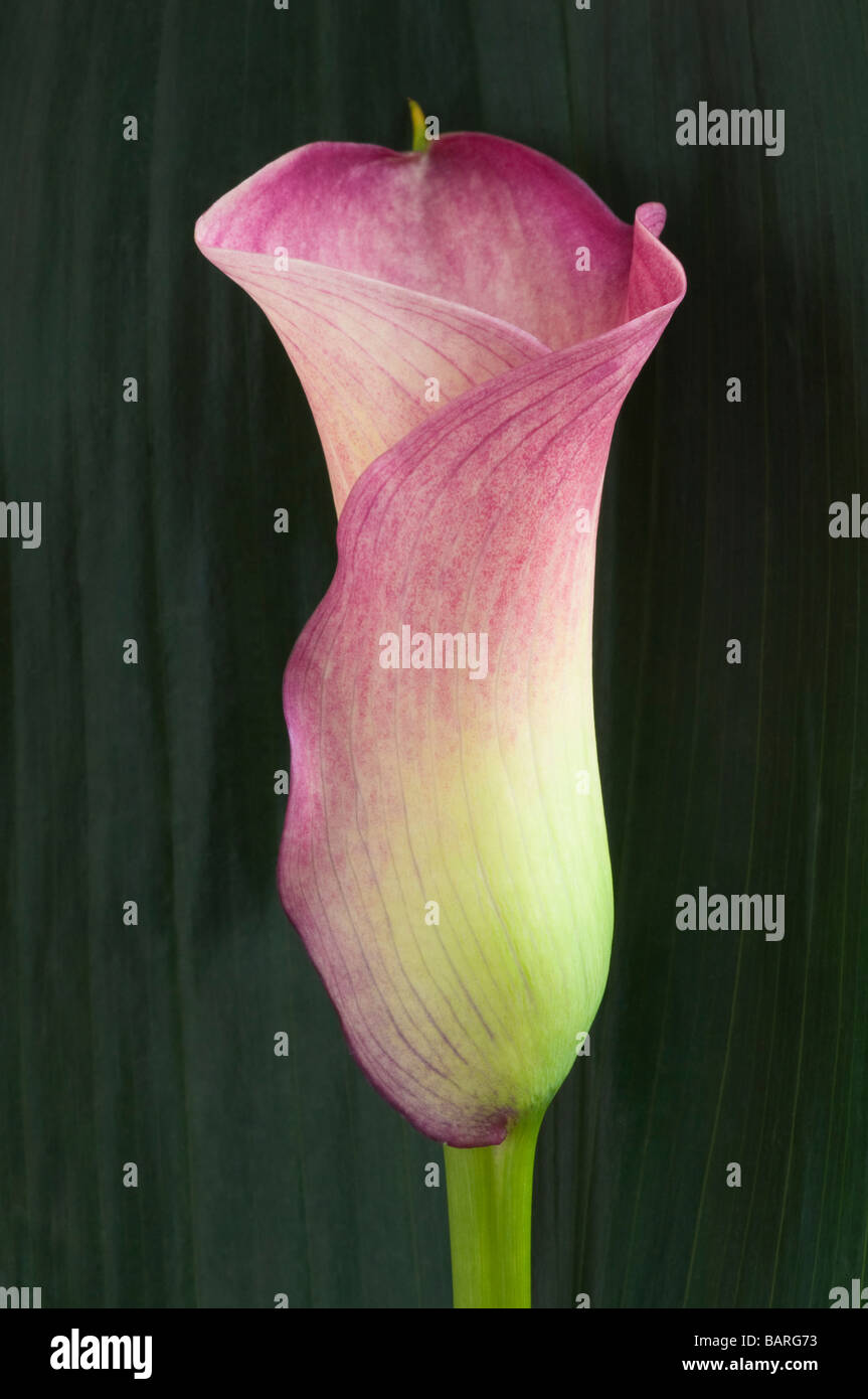 Calla Lily Stockfoto