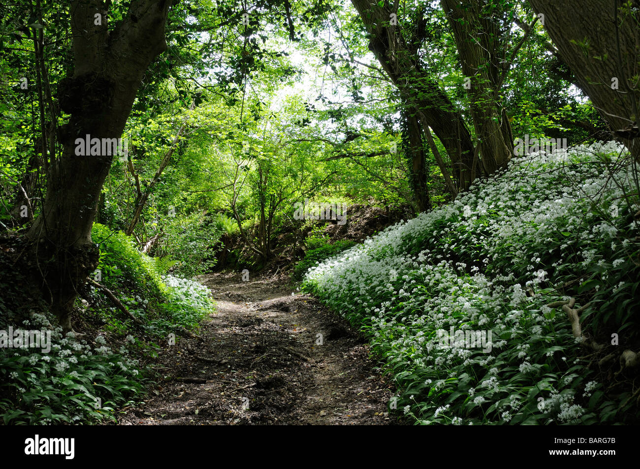 Knoblauch-Wildpflanzen in Blume Allium Usrinum eine englische Wald Einstellung England UK Stockfoto