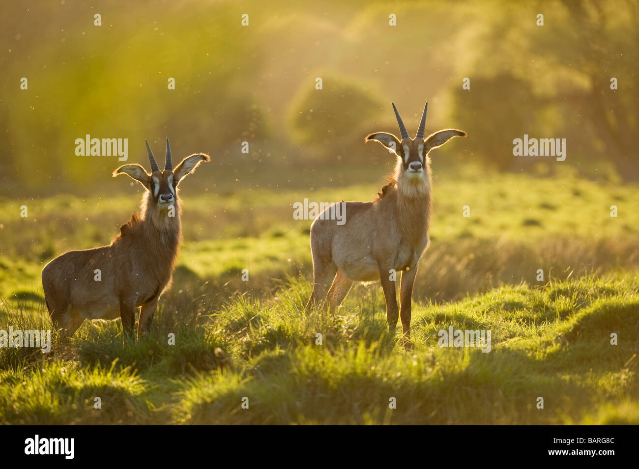 Roan Antilope (Hippotragus equinus) Captive, Port Lympne Wild Animal Park, Großbritannien Stockfoto