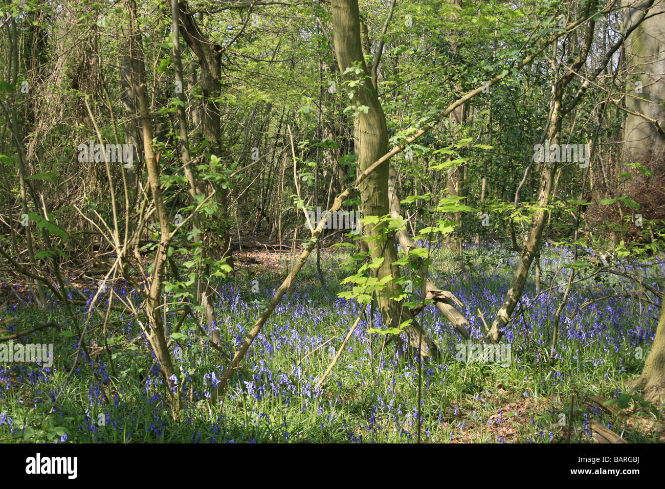Glockenblumen wachsen in Shoreham Wald, Kent Stockfoto