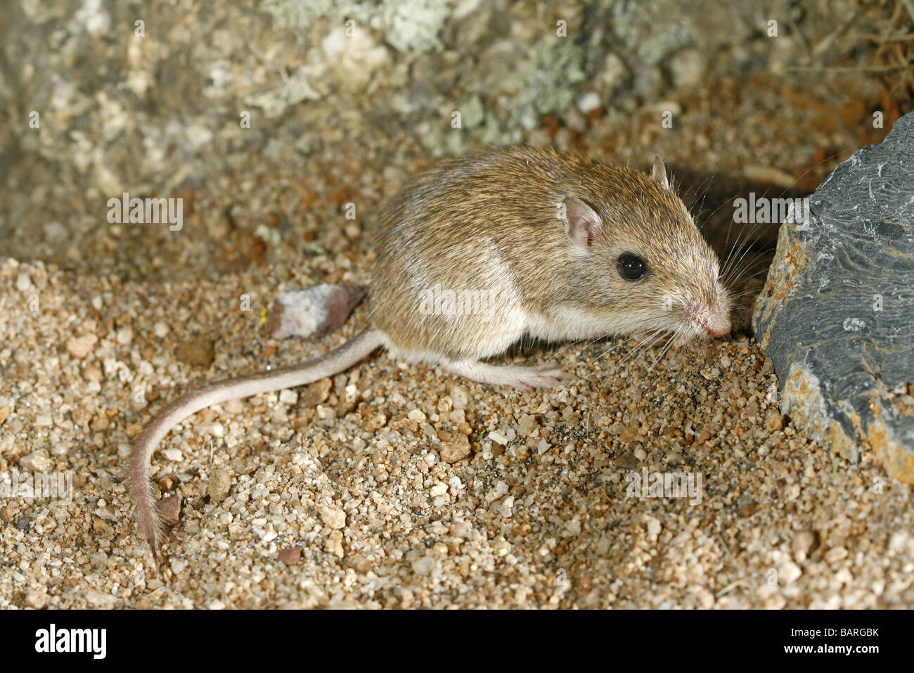 Pocket-Maus Chaetodipus Intermedius Tucson Pima County Arizona USA 2 können Erwachsene Heteromyidae Rock Stockfoto