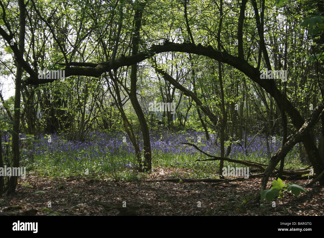 Glockenblumen in Shoreham Wäldern Stockfoto