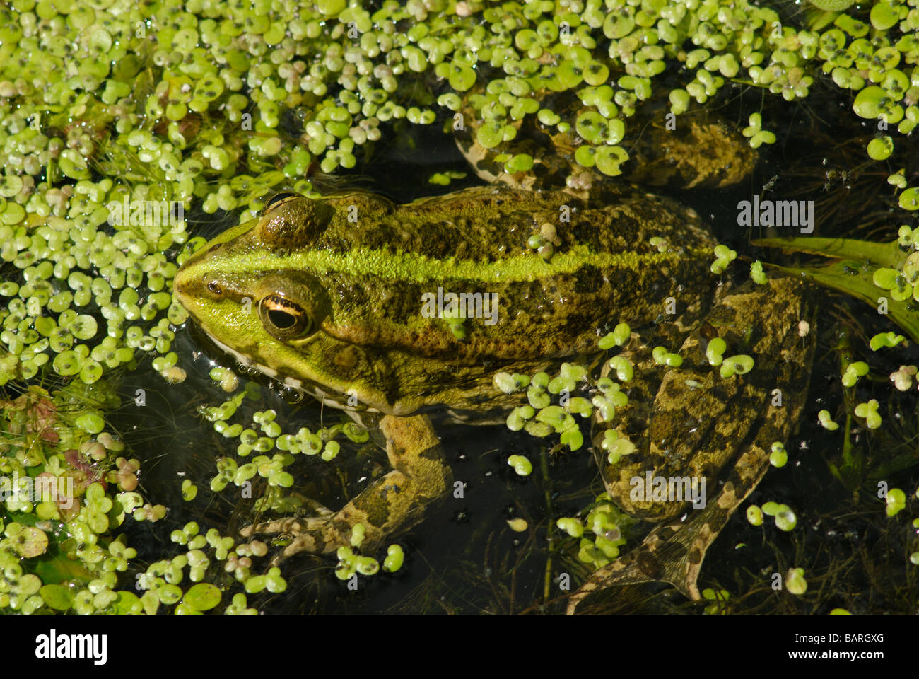 Frosch im Teich. Natur Tiere Stockfoto