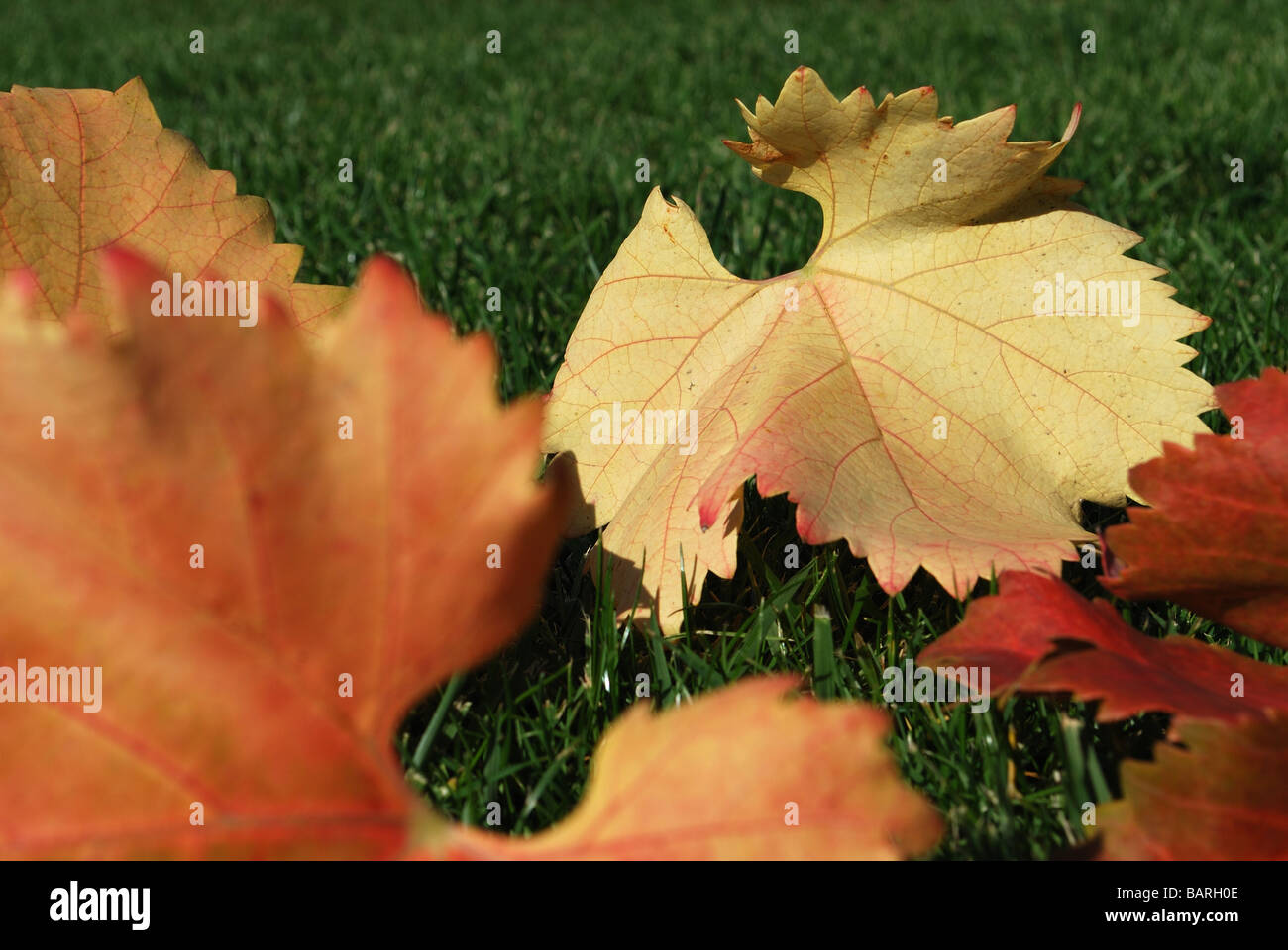 Herbst Blatt Hintergründe. Natur hautnah Stockfoto