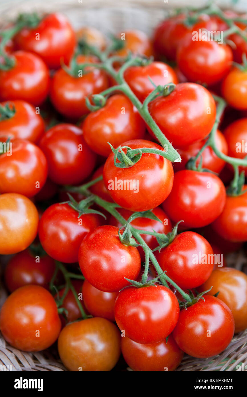 Frische Tomaten in einem Korb Stockfoto