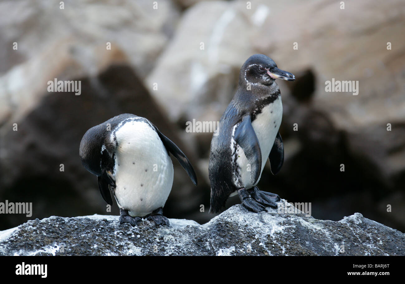 Galápagos-Pinguine, Spheniscus Mendiculus, Punta Vicente Roca, Isabelainsel (Albermarle), Galapagos-Inseln, Ecuador Stockfoto