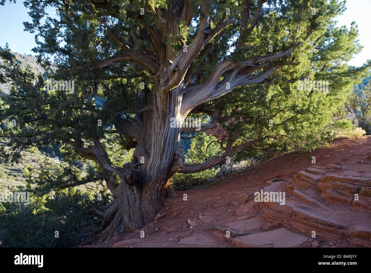 Juniper Tree Sedona Arizona Stockfoto