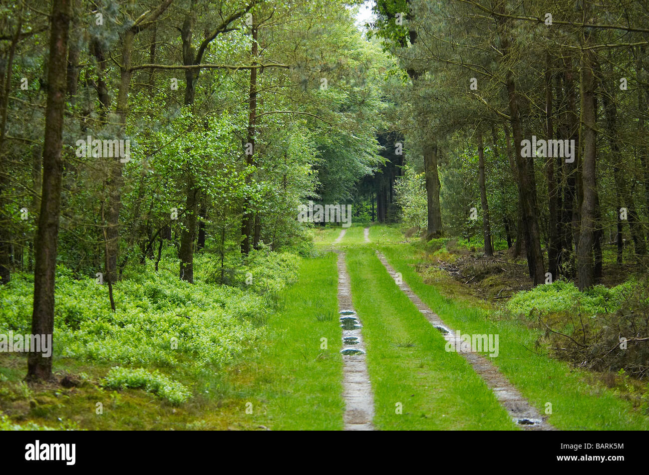 Eine Straße zwischen den Bäumen in der Hoge Veluwe Holland Stockfoto