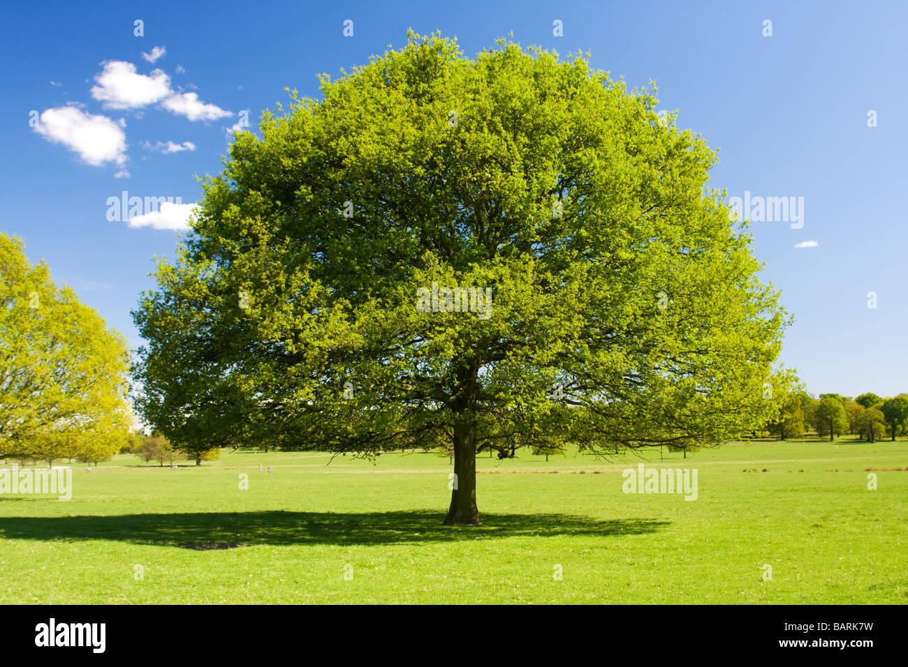 Baum vor einem strahlend blauen Himmel mit Schatten Stockfoto