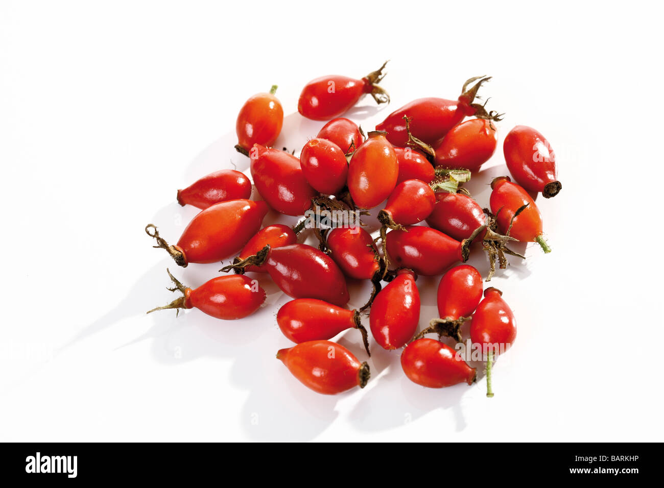 Hagebutte (Rosa Canina) Stockfoto