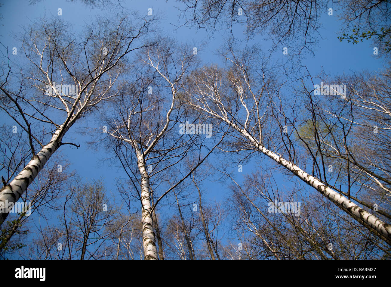 blattlosen hohen Birken mit weißen Rinde auf den blauen Himmel Stockfoto