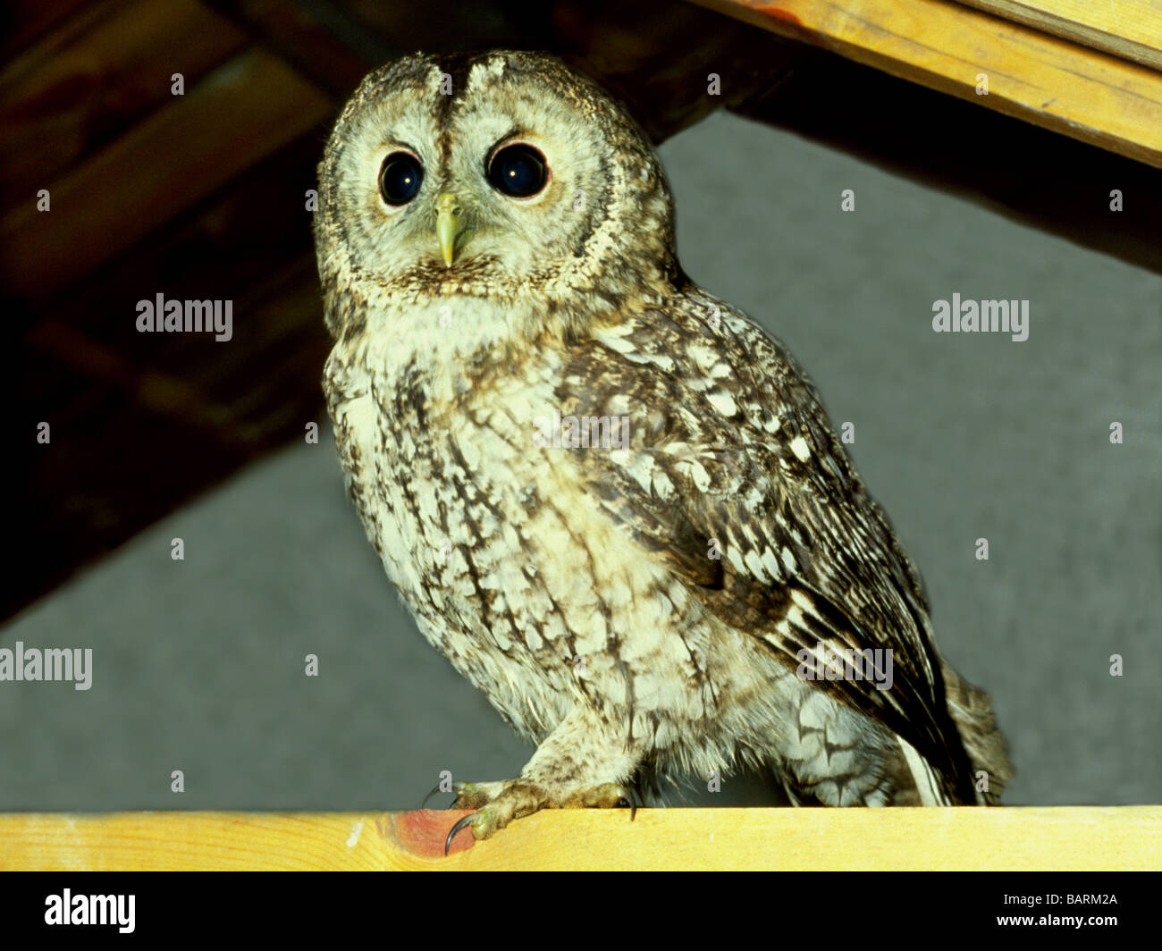 Eulen, Vögel; Waldkauz; " Strix Aluco'; Erwachsene stehen auf einem Balken in einer Scheune. Stockfoto