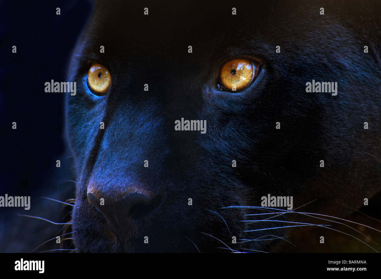 Die Augen des einen schwarzen panther Stockfoto