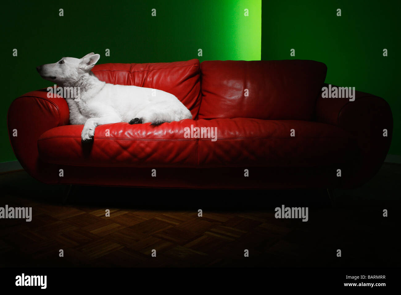 weißer Deutscher Schäferhund liegend auf rotem Ledersofa Stockfoto