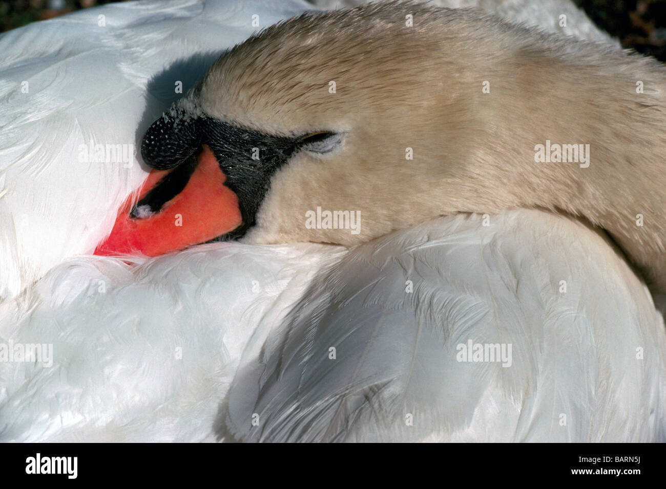 Höckerschwan (Cygnus Olor) schlafen mit Kopf und Hals versteckt in Körper Stockfoto