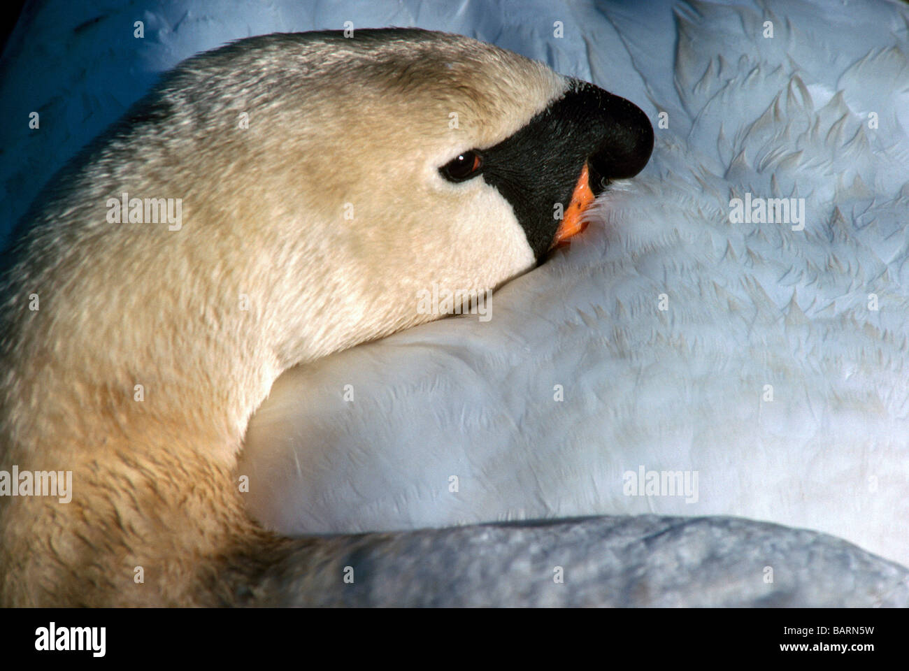 Höckerschwan (Cygnus Olor) schlafen mit Kopf und Hals versteckt in Körper Stockfoto