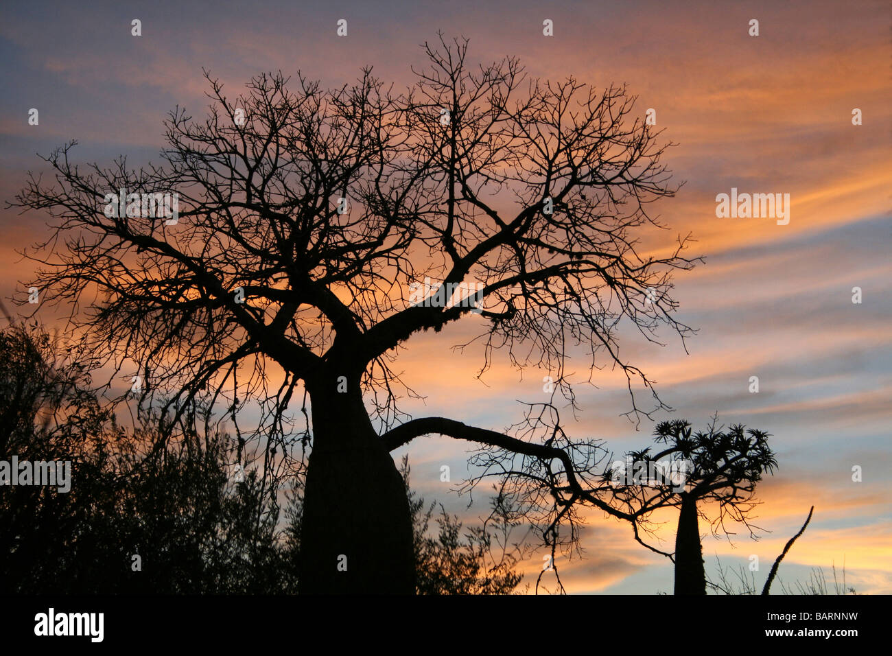 Baobab-Bäume In der Silhouette bei Sonnenaufgang, stachelige Wald, Ifaty, Madagaskar Stockfoto