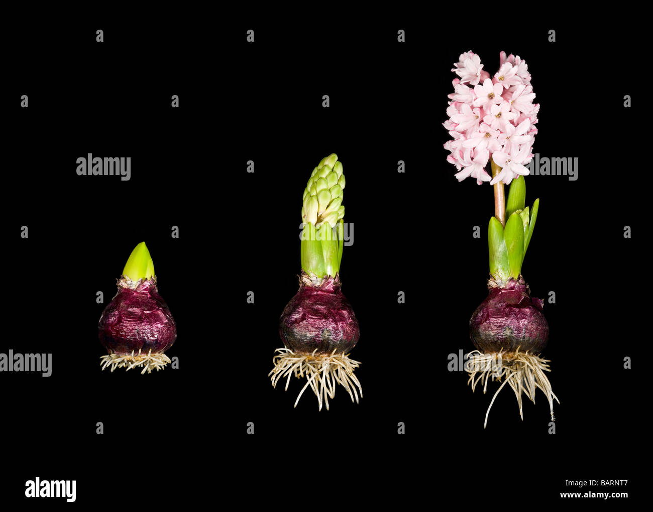 Eine 3 Stich Bildersequenz zeigt die Wurzeln und das Wachstum in 3 Stufen einer Hyazinthe Pflanze Glühbirne (Hyacinthus Orientalis). Stockfoto