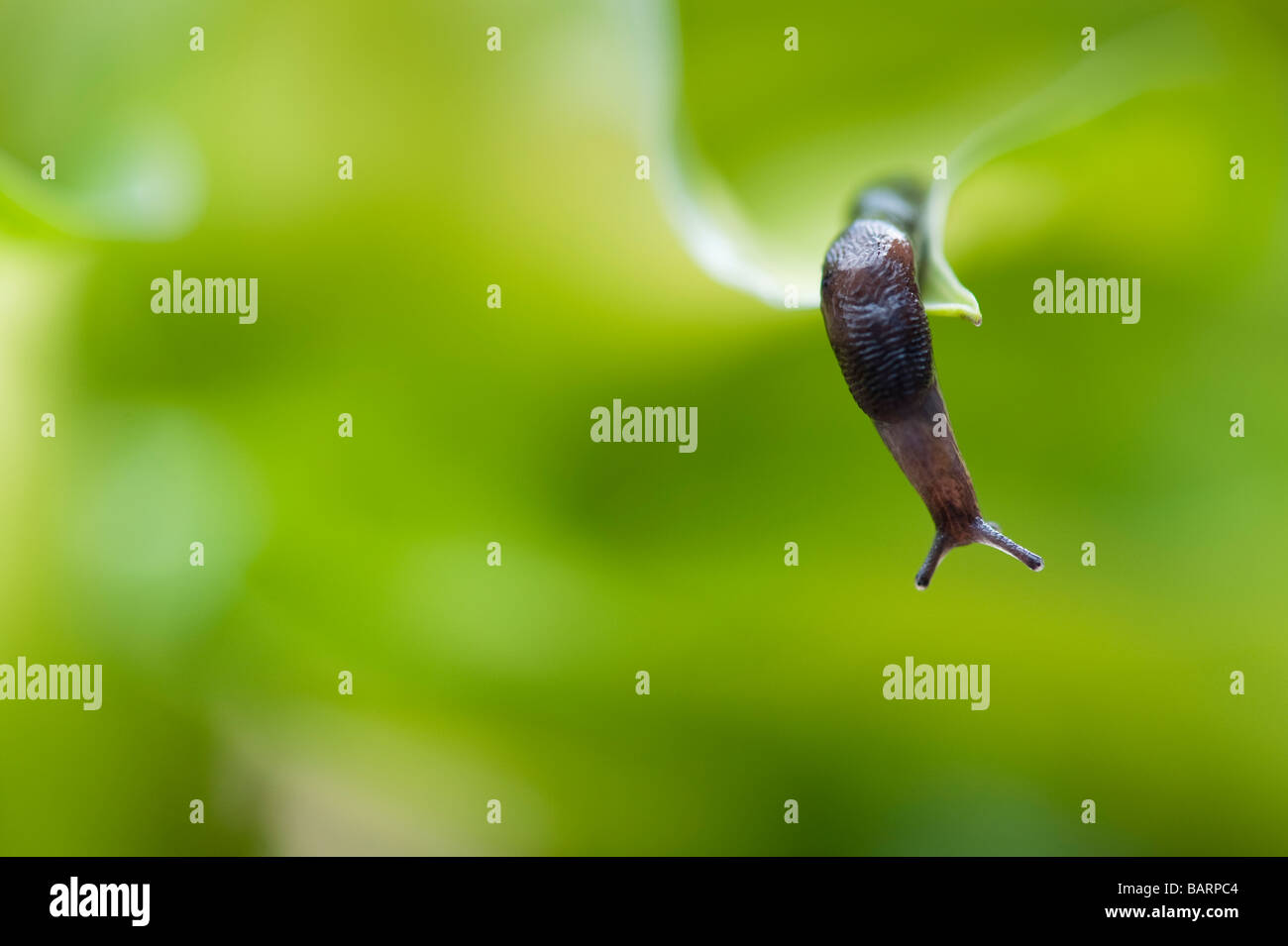 Winzige slug auf hosta Blatt in einen englischen Garten. Großbritannien Stockfoto