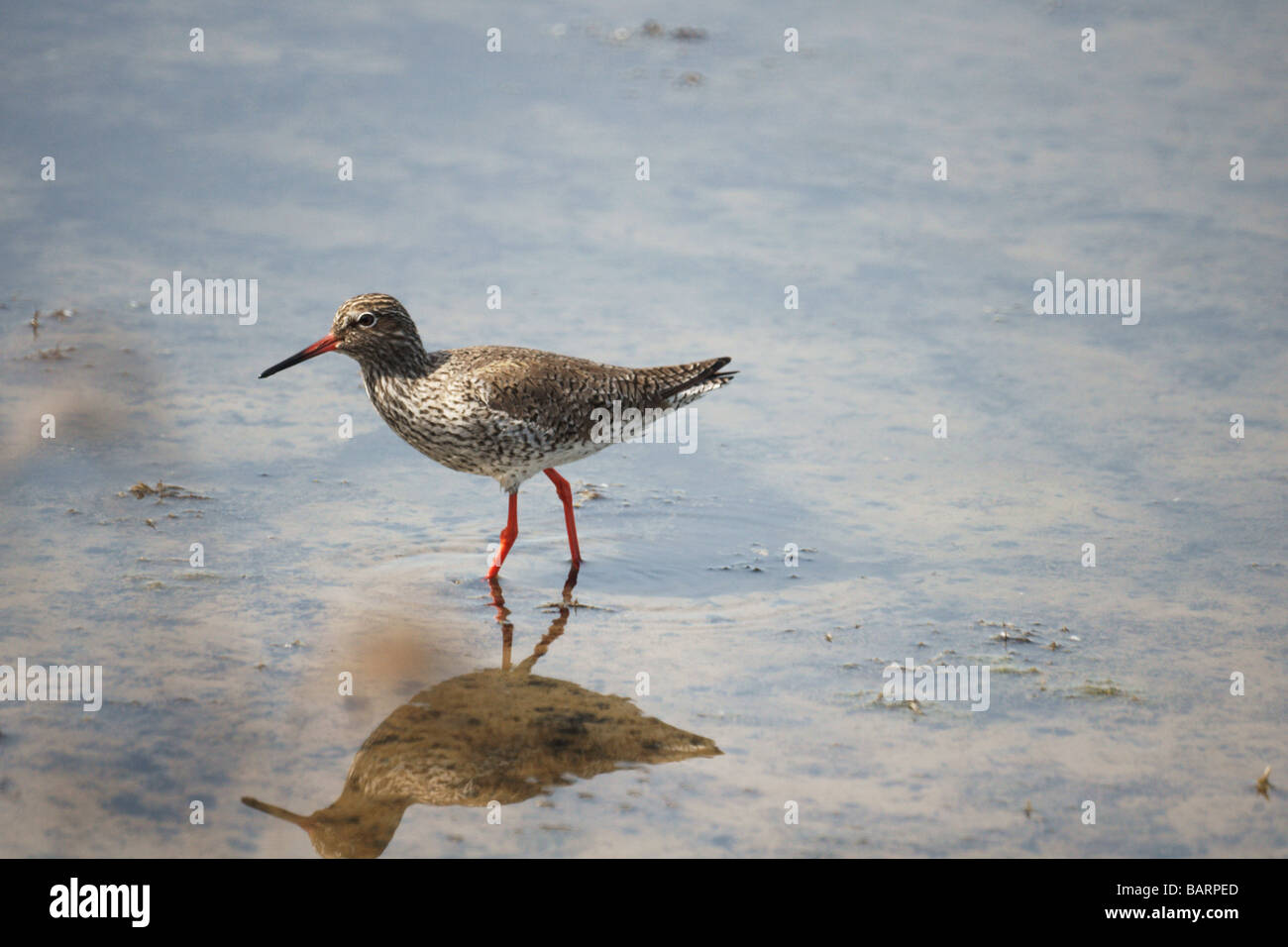Vögel; Watvögel; Rotschenkel; " Tringa Totanus'; Erwachsenen im flachen Wasser. Stockfoto