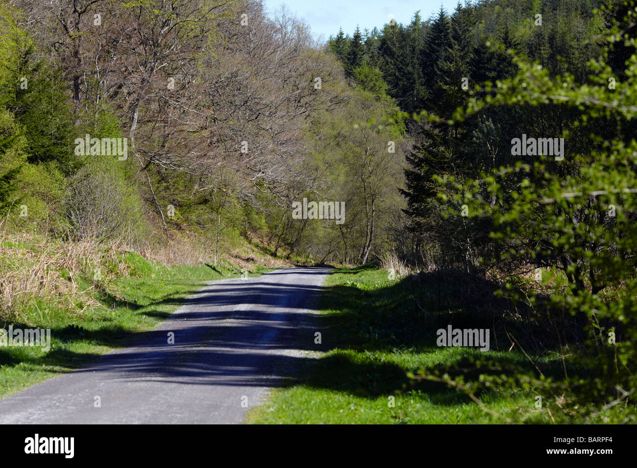 Späten Frühjahr Farben im Hamsterley Forest Stockfoto