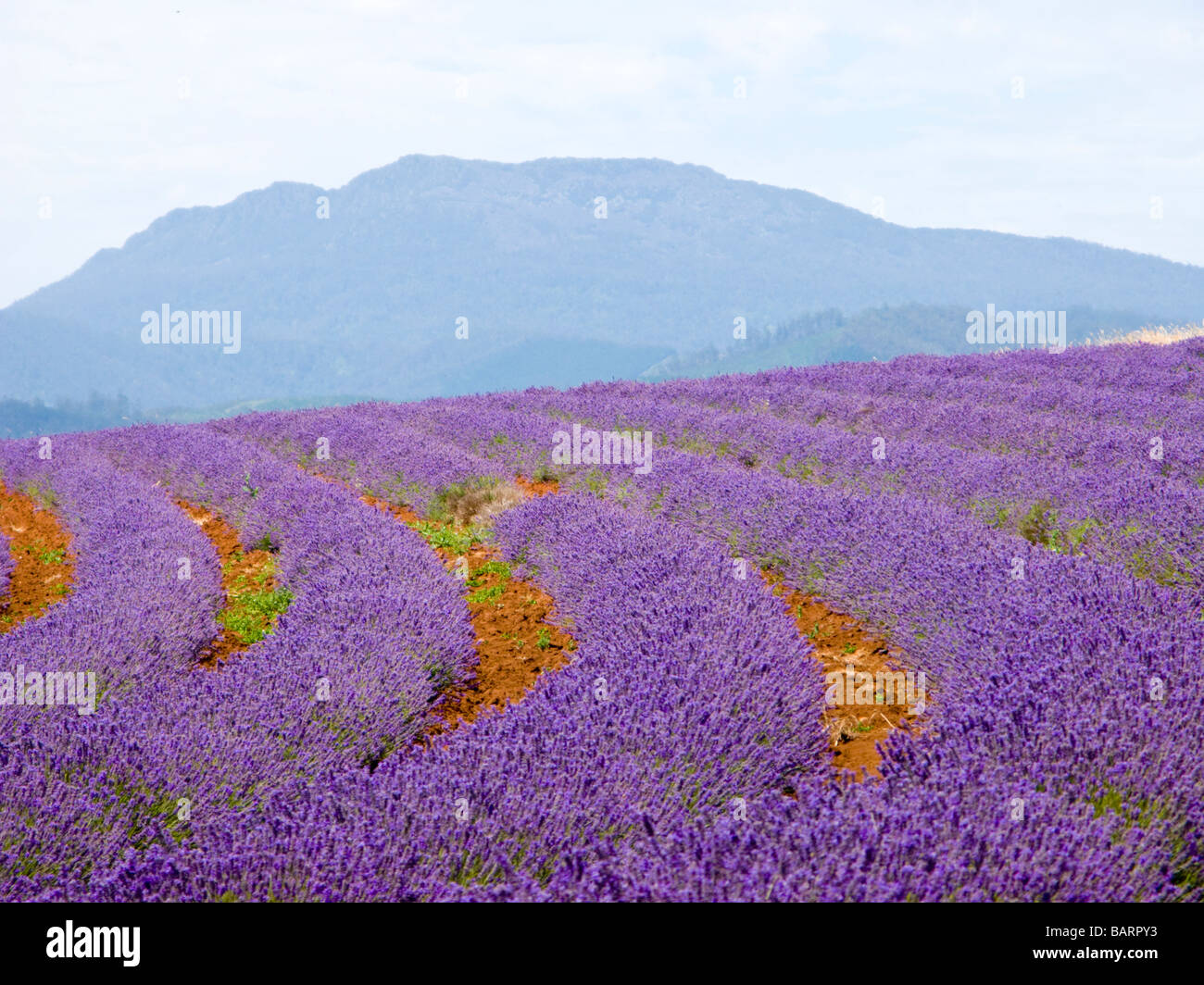 Bridestowe Estate Lavender Farm Tasmanien Stockfoto