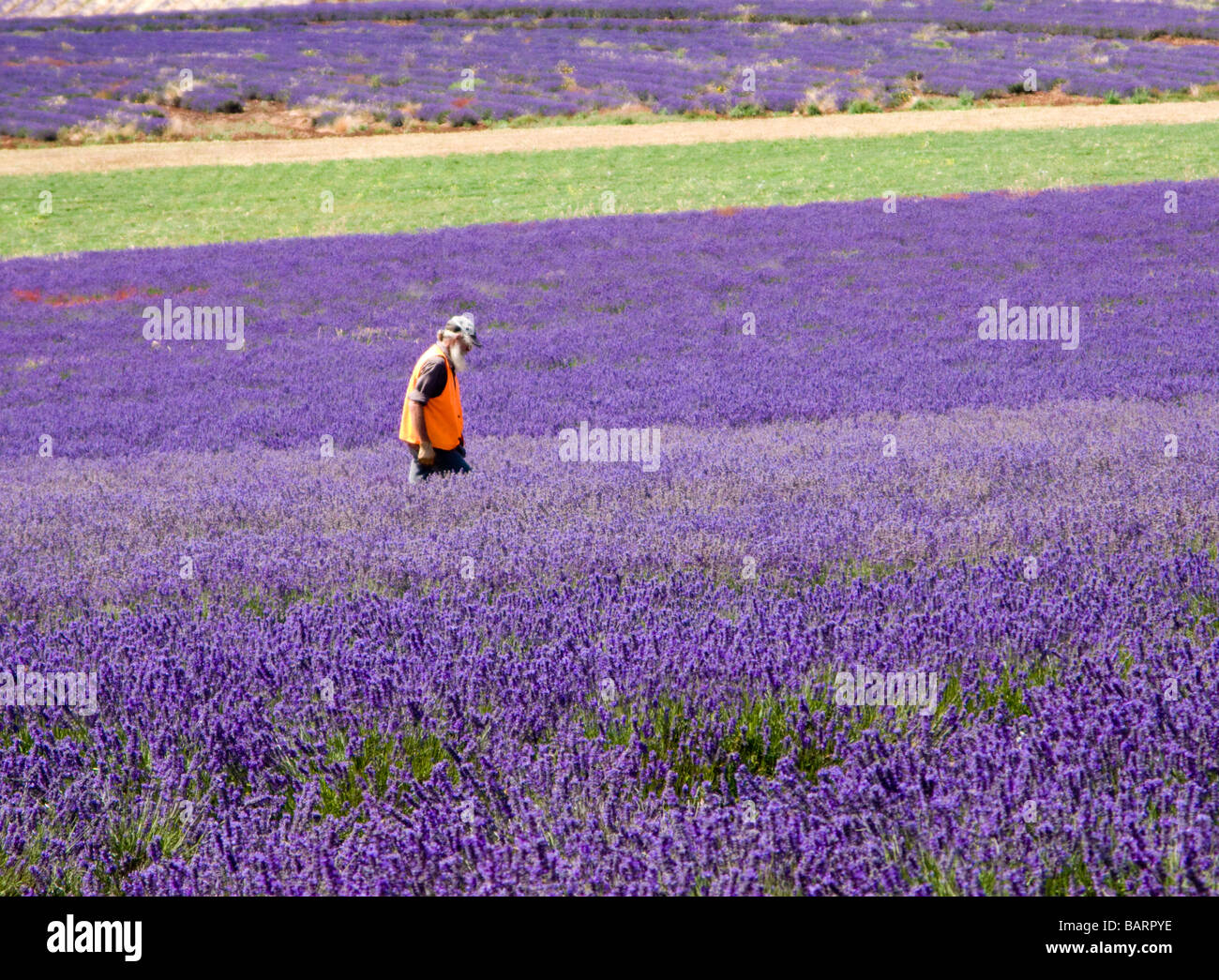 Bei Bridestowe Estate Lavender Farm Tasmanien arbeitende Person Stockfoto