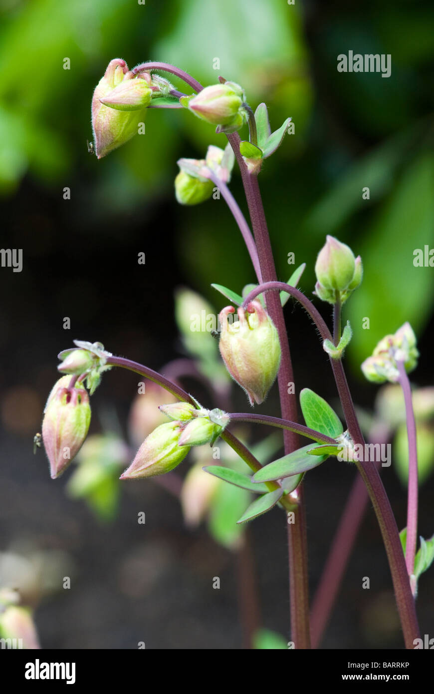 Akeleien Butterblume, Columbine, Omas Bonnet, rosa, Nahaufnahme Schuss von Knospen beginnen zu öffnen Stockfoto