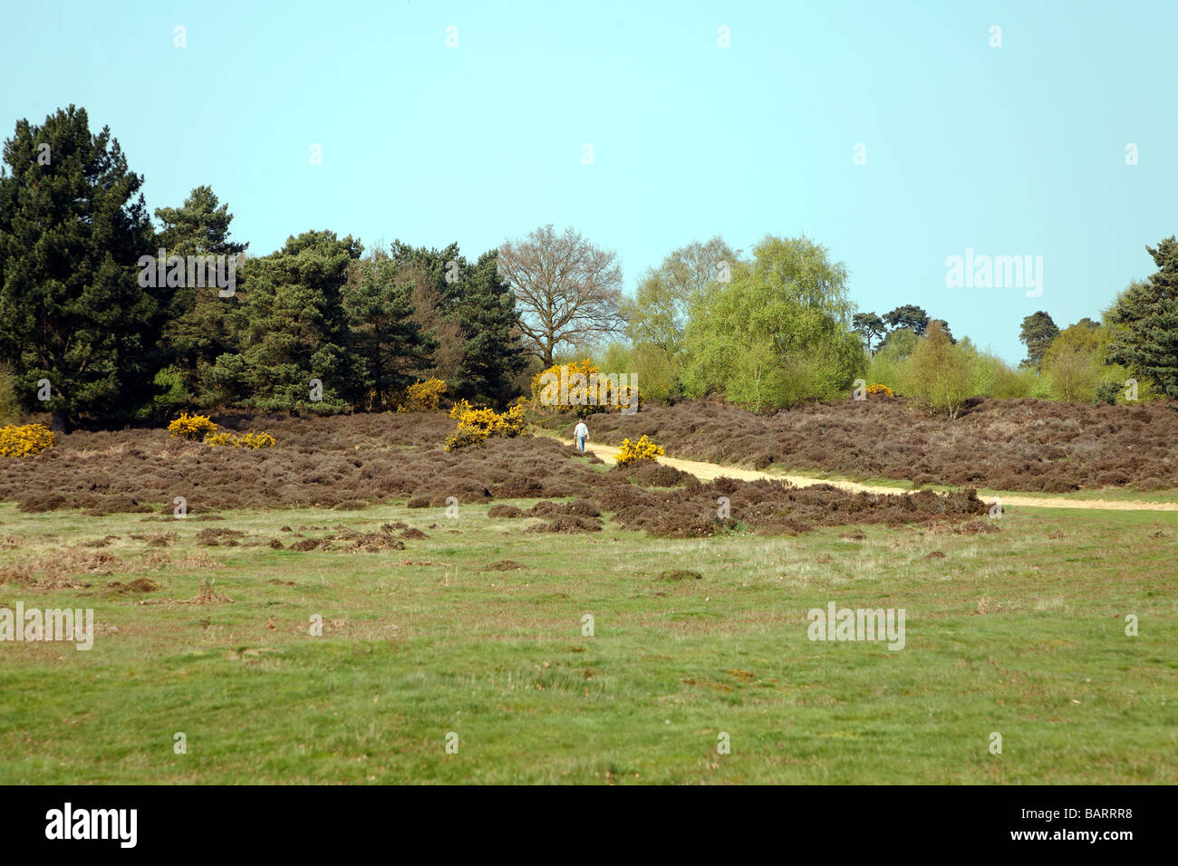 Suffolk Sandlings Heide Stockfoto