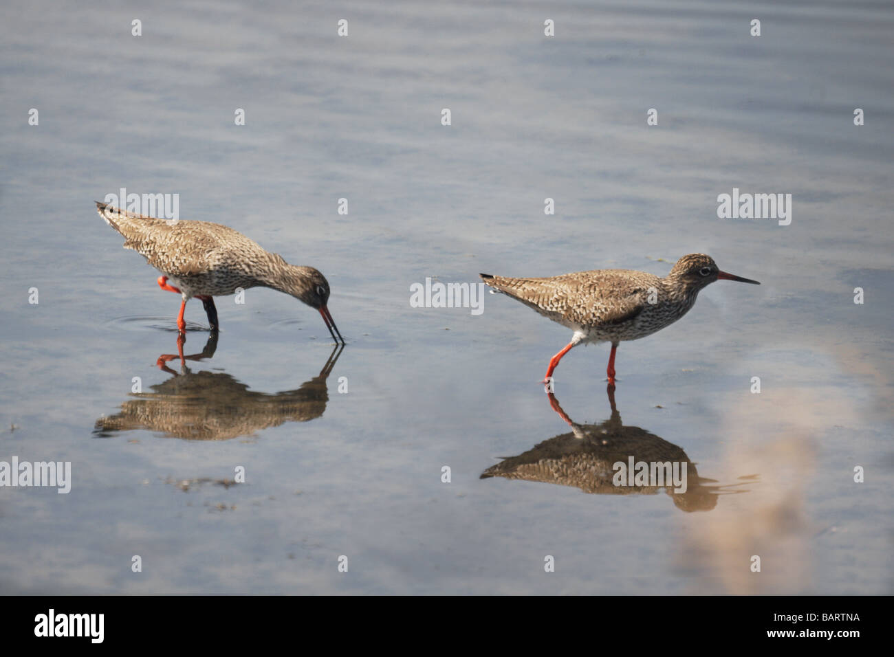 Vögel; Watvögel; Rotschenkel; " Tringa Totanus'; Zwei Adultson Migration im zeitigen Frühjahr. Stockfoto