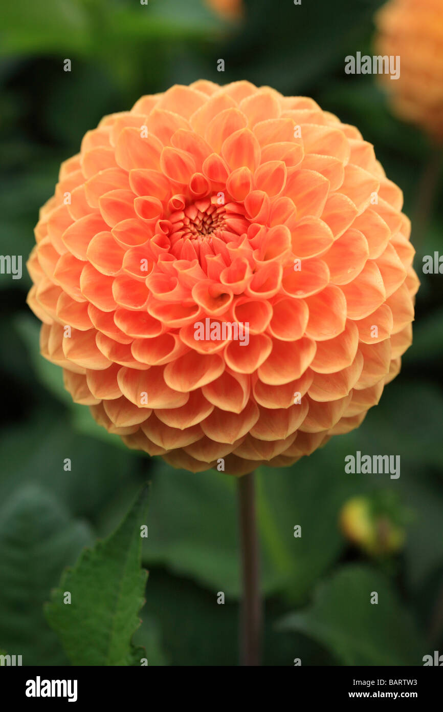 'ORANGE' Dahlie Blüte England. Stockfoto