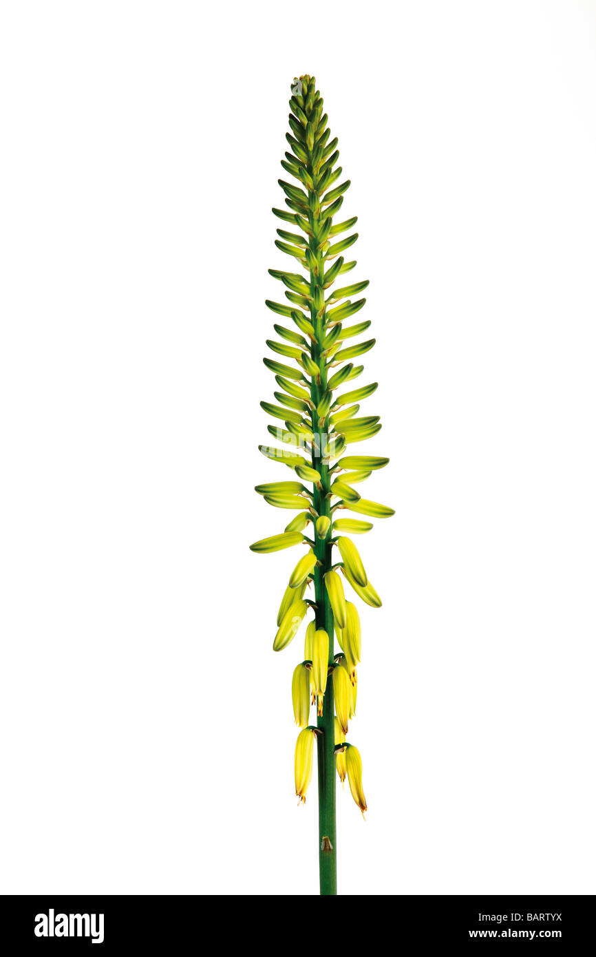 aloe organic drink Flavita Dr Aloe Original Aloe Vera Drink 500ml main image 1
