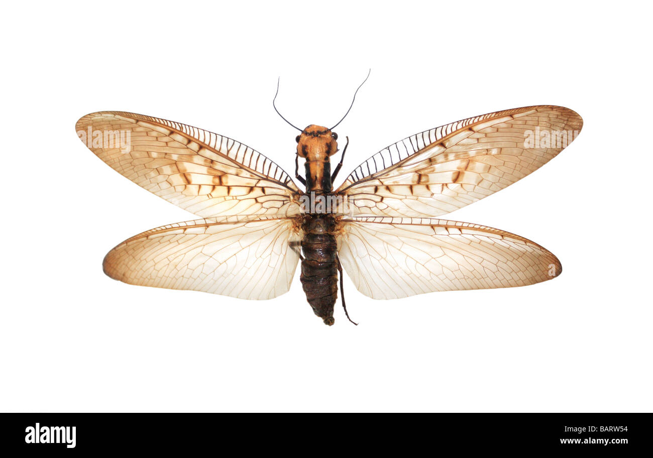 Riesige fliegende Insekt Stockfoto