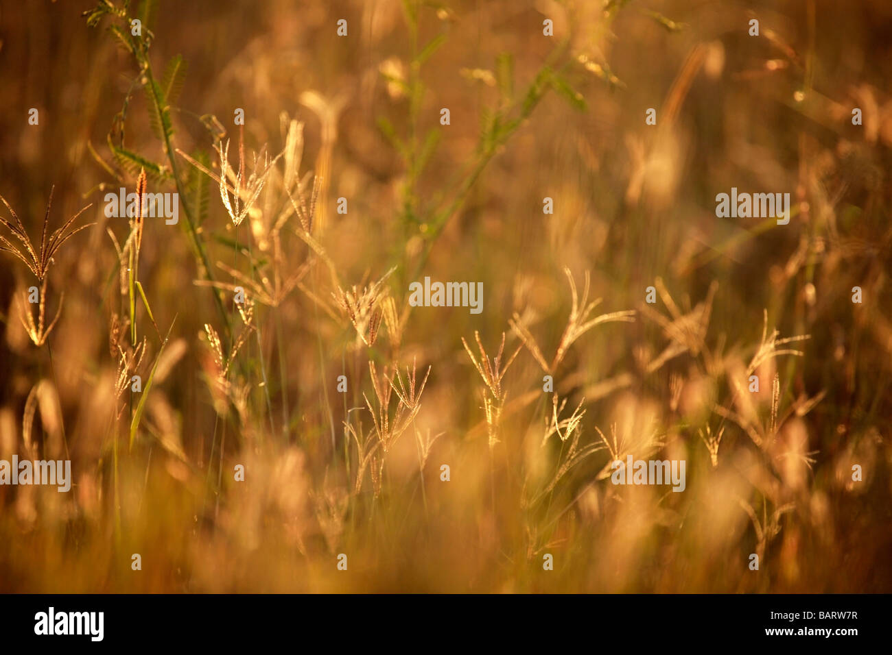 Nahaufnahme von Grass Seedheads bei Sonnenaufgang in der Serengeti in Tansania Stockfoto