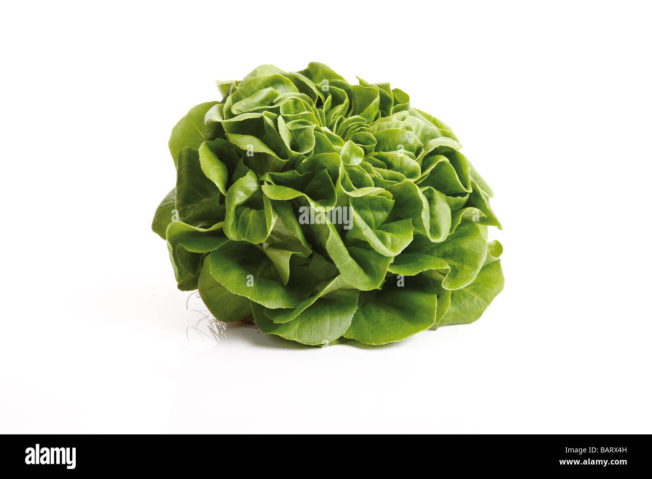 Kopfsalat (Lactuca Sativa var. Capitata) Stockfoto