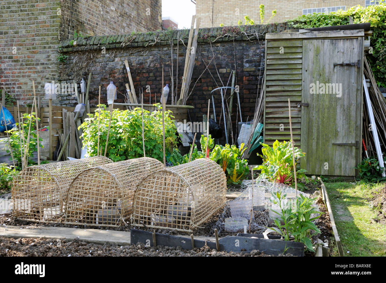 Detail der organischen London Zuteilung mit Gartenhaus und Split Cane Gemüse Abdeckungen Stockfoto