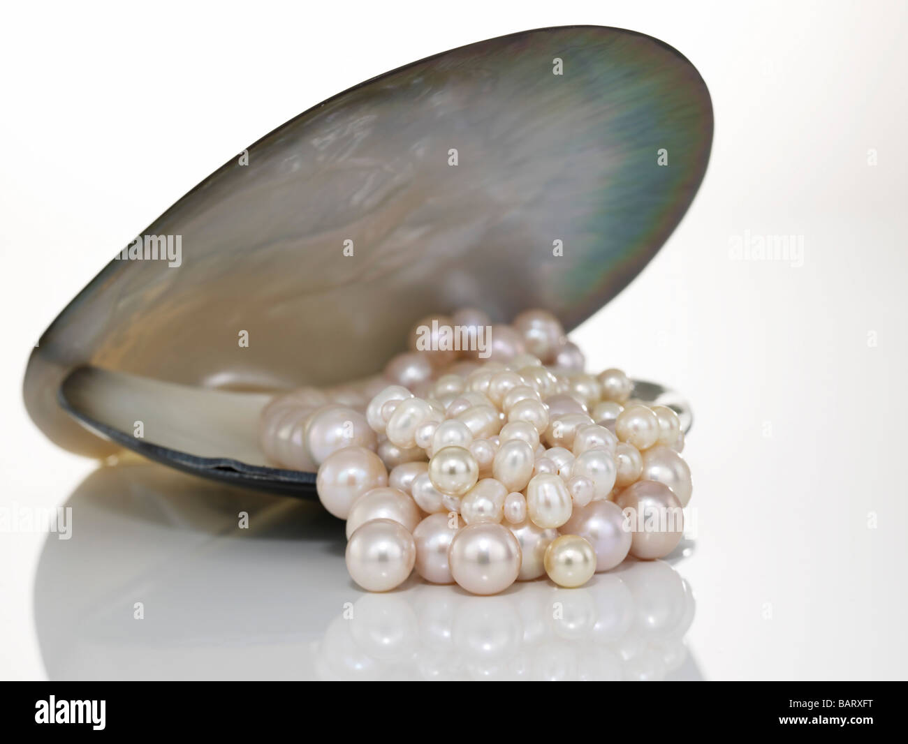 Perle Halskette und shell Stockfoto
