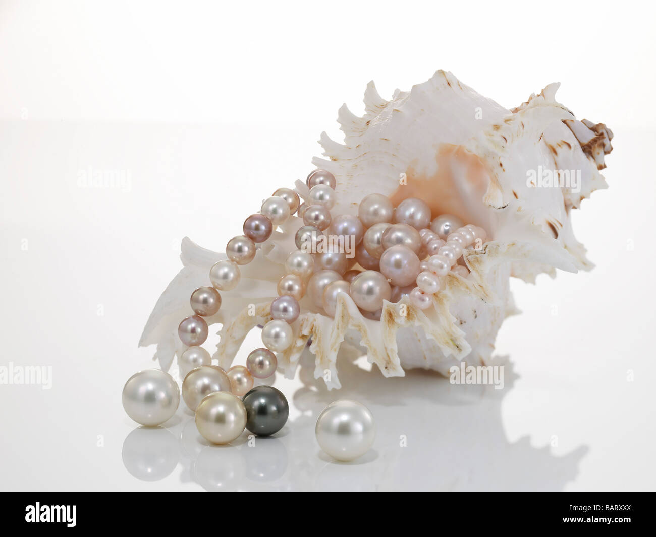 Perle Halskette und Perlen mit nautilus Stockfoto