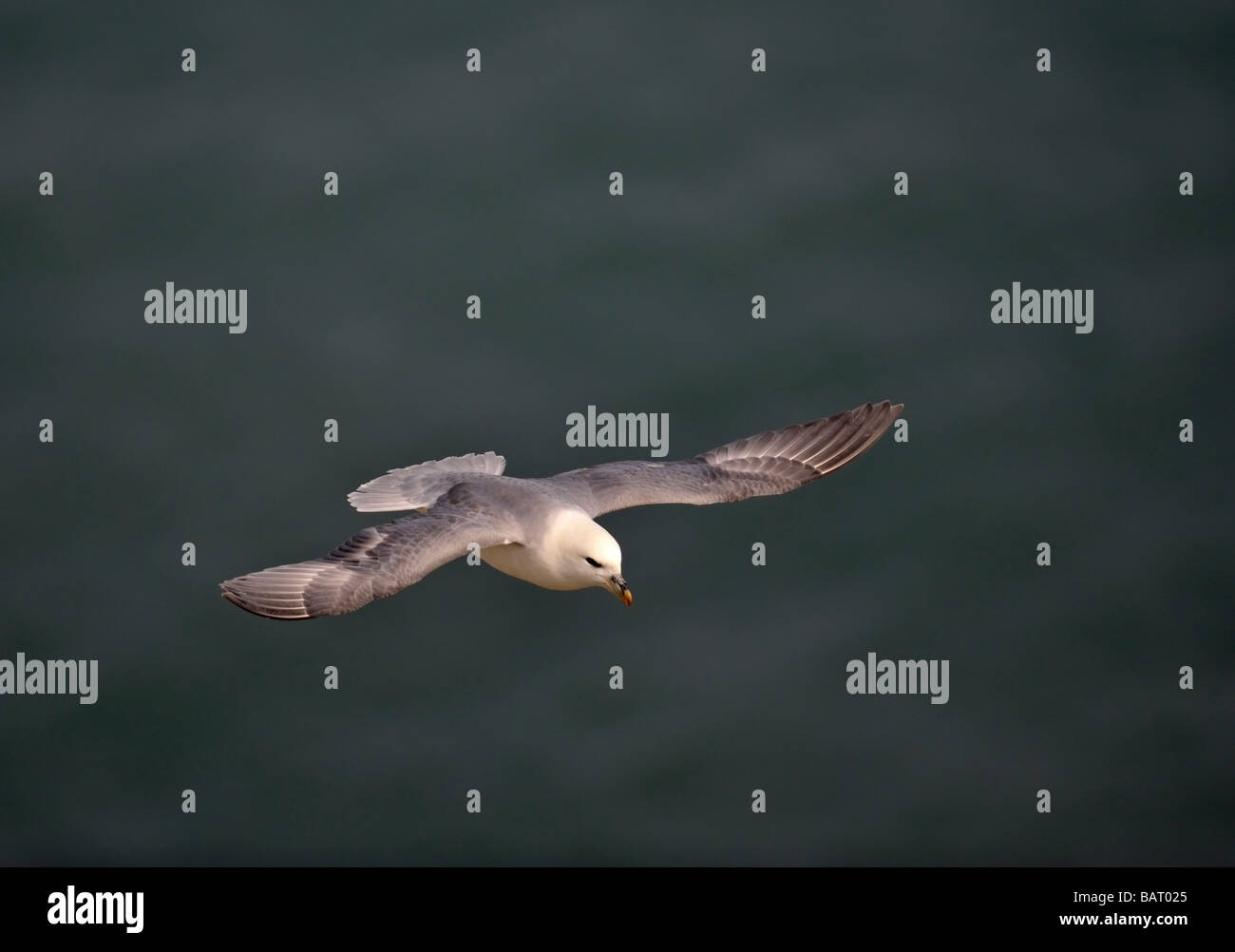 Fulmar Sturmvogel im Flug über grünes Meer. Stockfoto