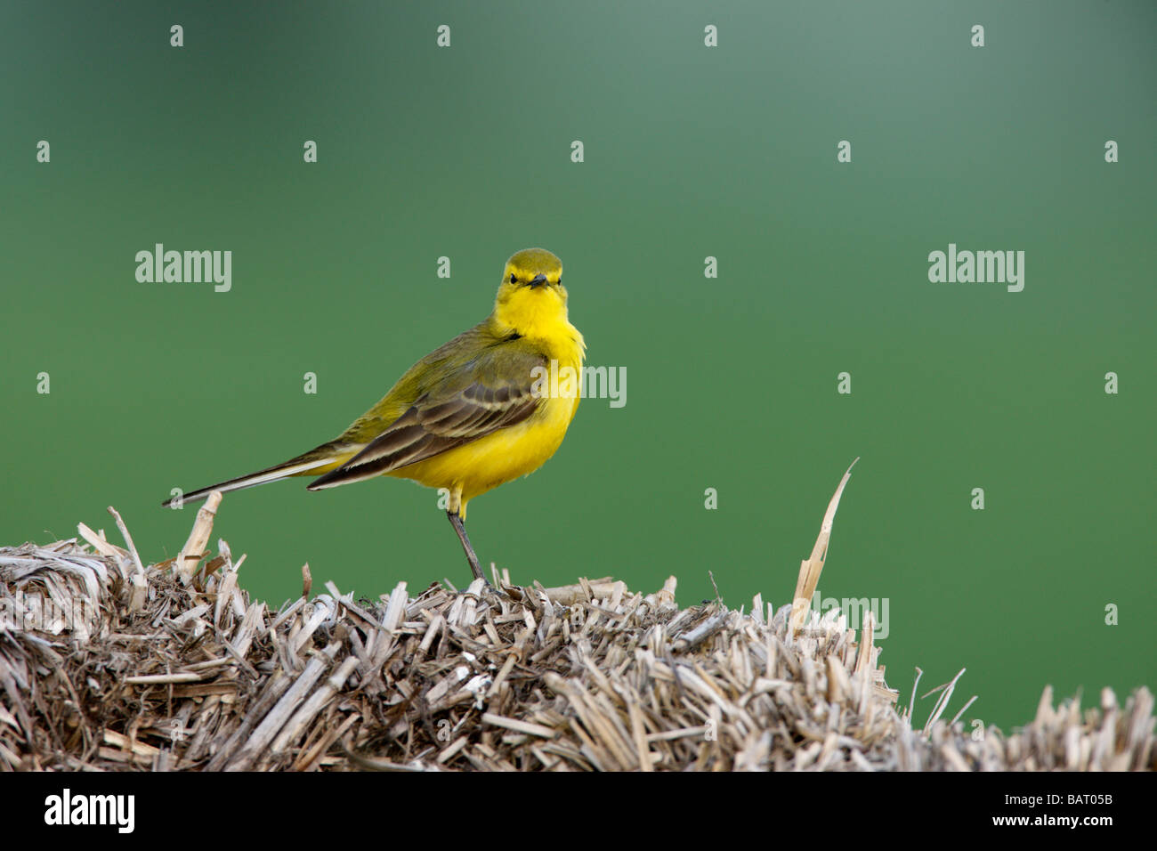 Gelbe Bachstelze Motacilla flava Stockfoto