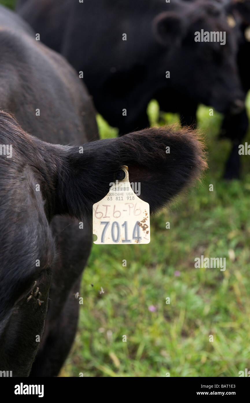 Eine Nahaufnahme eines ID-Tags an Vieh angeschlossen um ihnen den Überblick behalten. Stockfoto