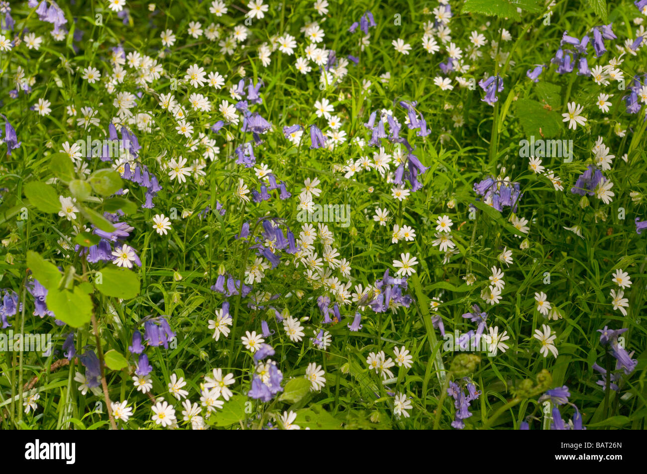 Glockenblumen und wilden englischen britische Woodland Frühlingsblumen uk Stockfoto