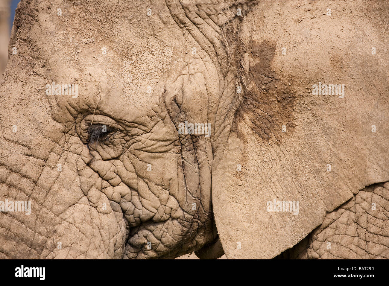 Afrikanischer Elefant Gesicht, Blair Drummond Safari Park, Stirling, Schottland Stockfoto