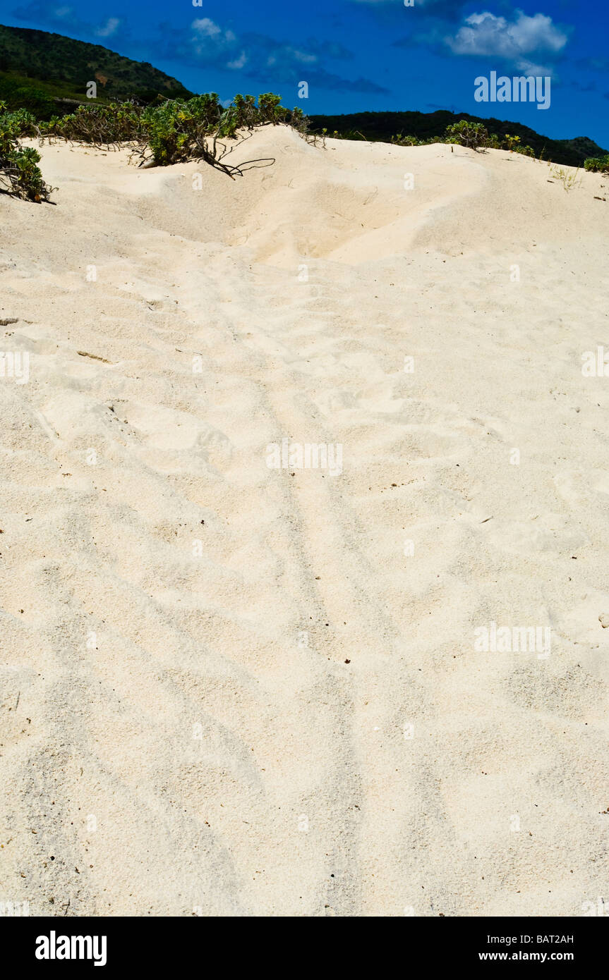 Meeresschildkrötenpfade und Nest, Washington Slagbaai National Park, Bonaire Stockfoto