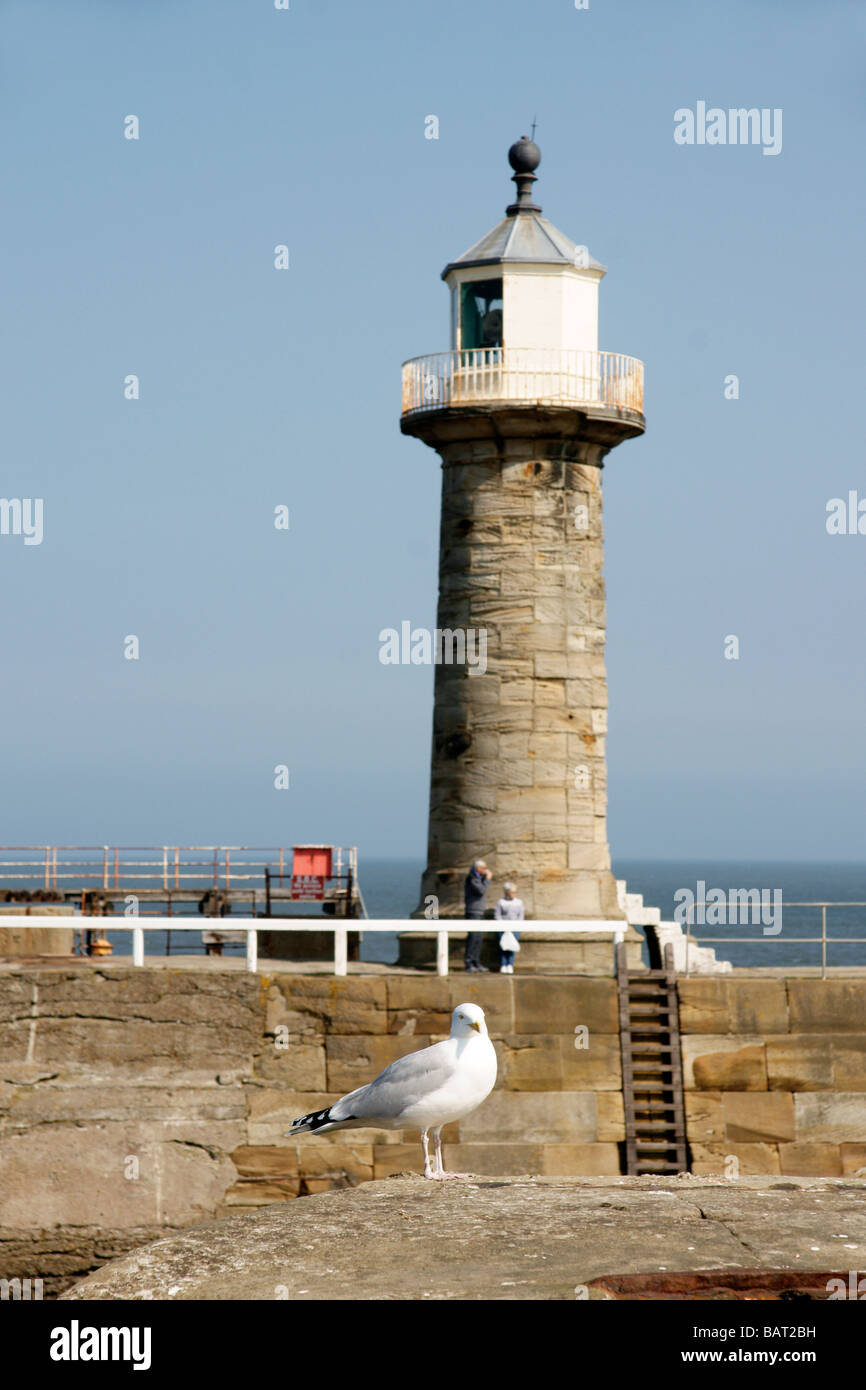 Leuchtturm und Möwe auf Whitby Pier Whitby North Yorkshire England UK (c) Marc Jackson Fotografie Stockfoto