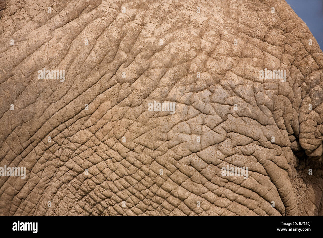 Nahaufnahme von einem afrikanischen Elefanten Haut, Blair Drummond Safari Park, Schottland Stockfoto