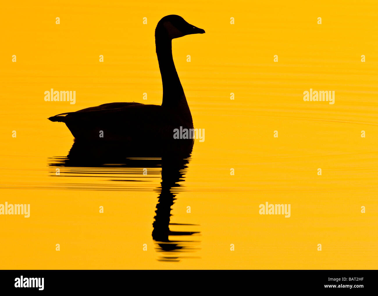 Ein einsamer Kanadagans schwimmt im frühen Morgen goldenen Wasser. Stockfoto