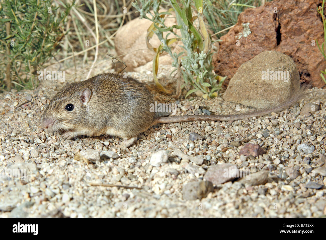 Wüste Tasche Maus sucht nach Samen in Wüste Kies. Stockfoto