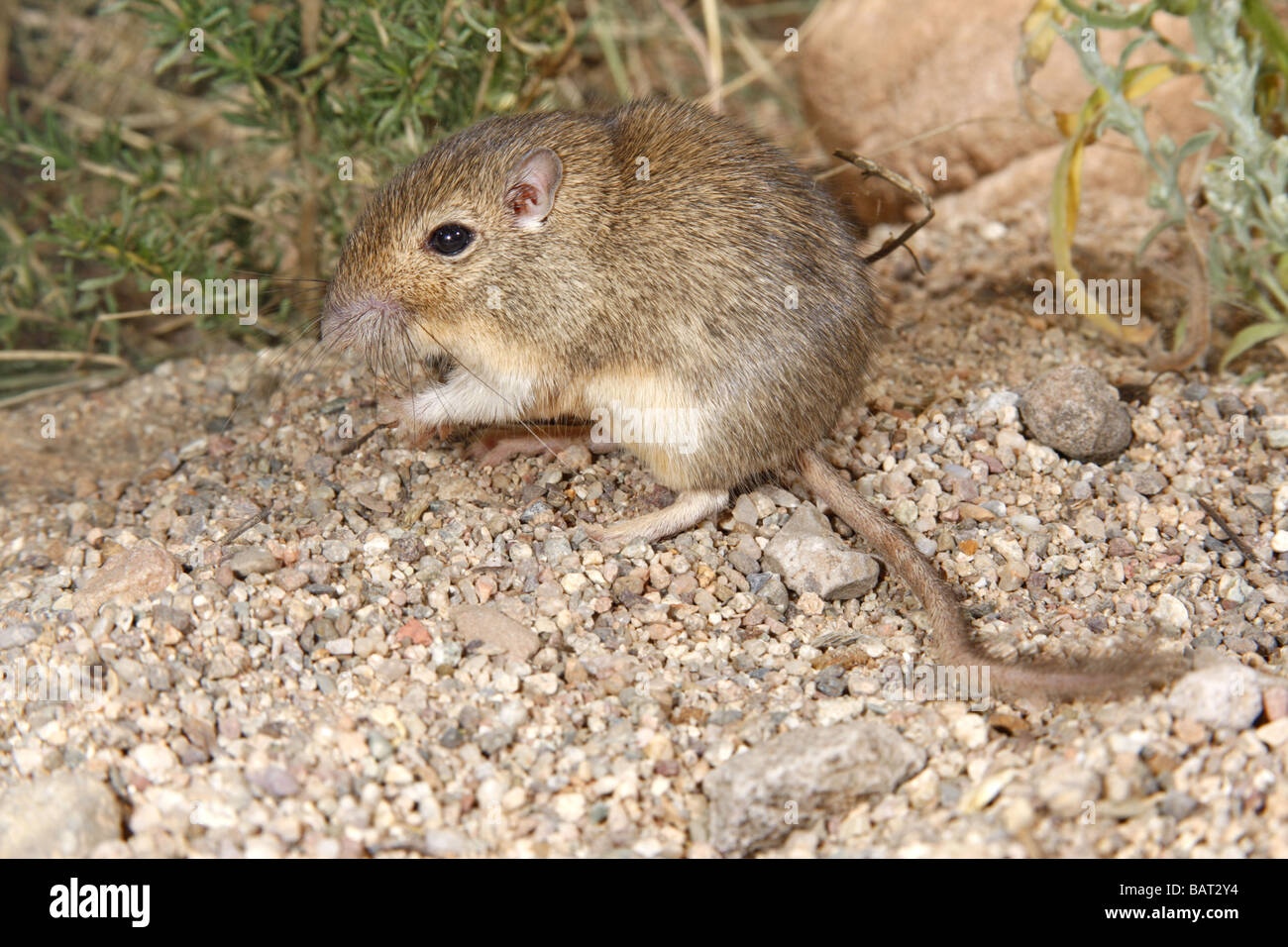 Wüste Tasche Maus sucht nach Samen in Wüste Kies. Stockfoto