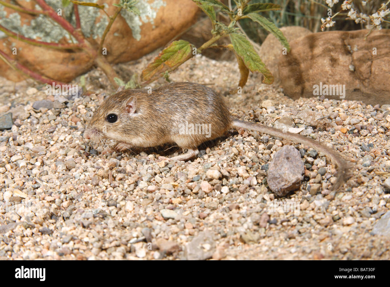 Wüste Tasche Maus sucht nach Samen auf Wüstenboden. Stockfoto